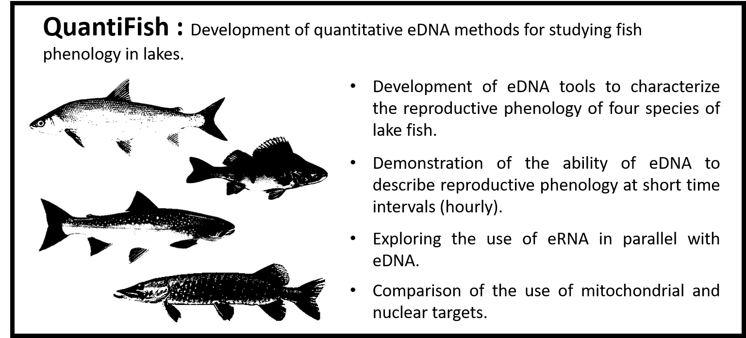 QuantiFish info eng-18_31_6.png